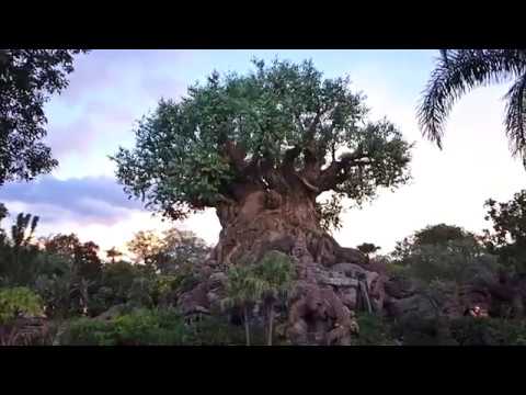 Walt Disney World - Disney's Animal Kingdom - The Tree of Life (2018)