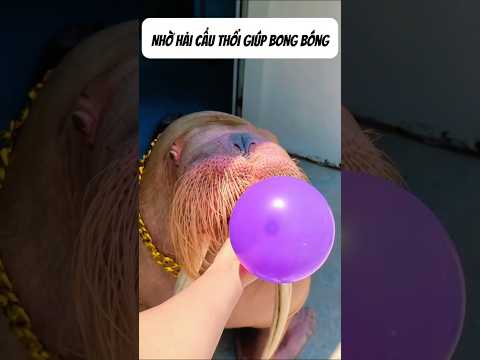 Nhờ hải cẩu thổi giúp bong bóng