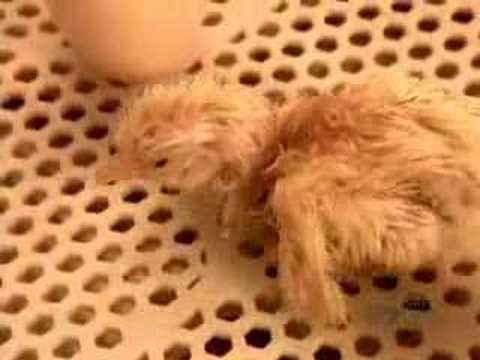 How hatchery chicks made