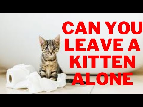 How Long Can You Leave a Kitten Alone : What You Need to ...