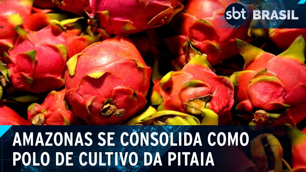 Cultivo de pitaia: fruta se adapta ao clima tropical e apresenta boas safras | SBT Brasil (27/11/24)