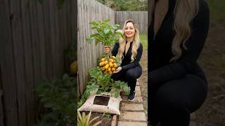 DIY Horta em Casa: Truque para Plantar Batatas em Sacos e Produzir Mais 🥔🥔🥔 #shorts #homegarden