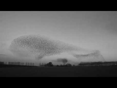 John Mackey | Saxophone Concerto, V