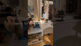 Download lagu Do you like it? #plssupport #myroom #vintage #aesthetic #coolroom #ideas#roomdecor #trend#plslike mp3
