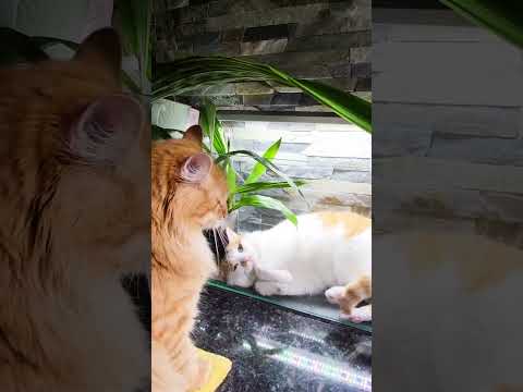 🐱My Big Cat Family - Jiulia & Liusia #short #cute #cutecats #funnycats #cutecatsvideoshort