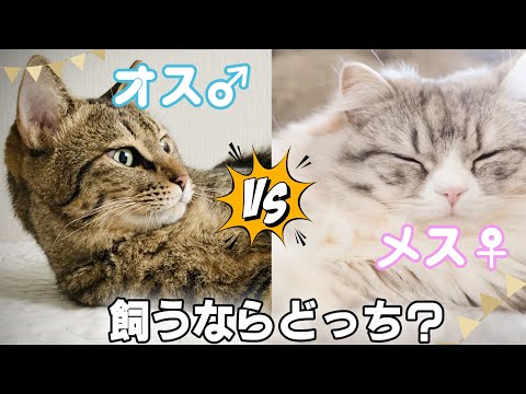 オス猫とメス猫 - どちらが良いですか?
