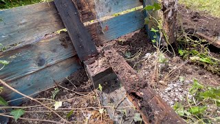 【#14フランスで築100年フルDIY】わっ!!シロアリや‼︎