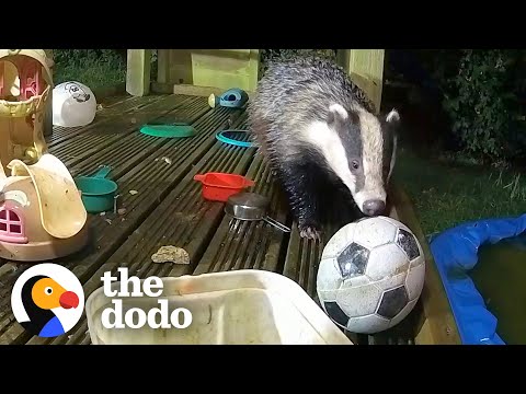 Man Builds a Playground for Kids & Animals Really Enjoy It