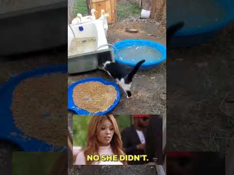 Cat in the duck pen! As we were planning out the ducks new yard, Mooka snuck in...