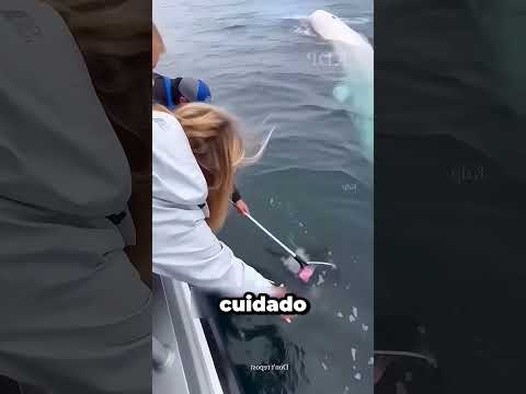 A Baleia Caiu 😱