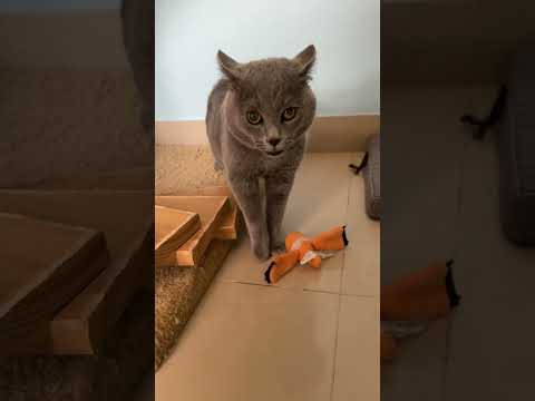 Cat Meowing Song Original Video By: @cloud9pethotel :v [On Tiktok] :v #funnycats #cat #funny #song