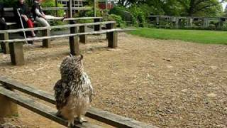 preview picture of video 'Horace The Owl'