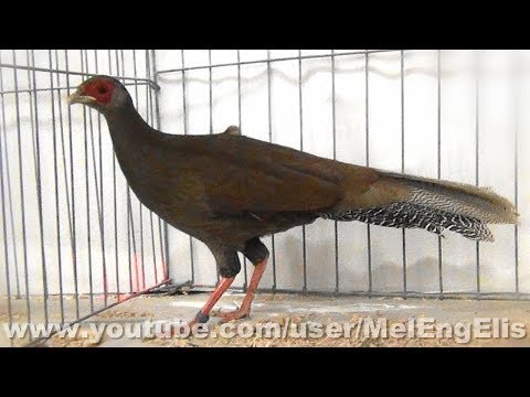 Faisan Argenté — Lophura Nycthemera