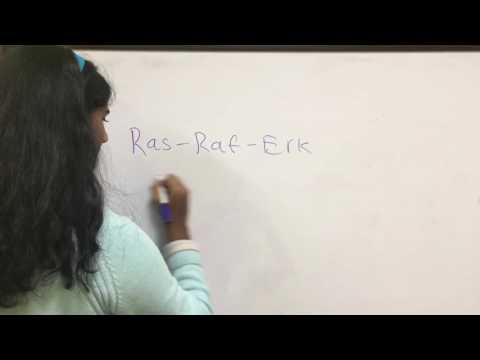 RAS RAF ERK Signaling Pathway