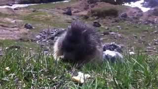 marmotte Pralognan