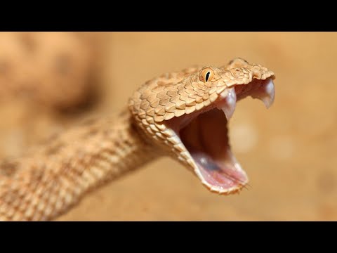 مولايس و الداه - راخيها | 2021 | Moulays - Rakhiha Ft Dah