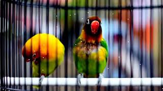 Download lagu MP3 Tek Tek Tek Tek.. Masterannya Agar Lovebird Cepat Konslet Minor mp3 Download lagu MP3 Tek Tek Tek Tek.. Masterannya Agar Lovebird Cepat Konslet Minor mp3