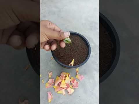 Try to grow rose flowers in Seed #garden #rose #seed #flowers