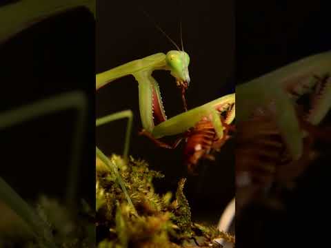 Hand-feeding a Giant Australian Mantis (Hierodula majuscula)