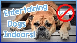 How to Keep Your Dog Entertained Indoors!