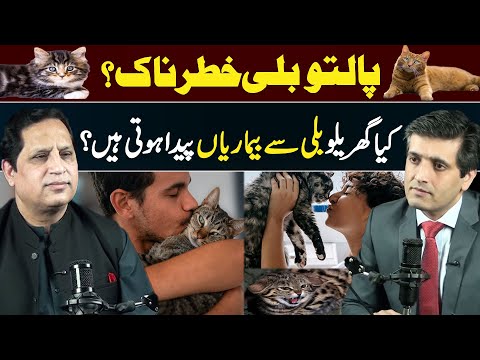 Is Your Domestic Cat a Health Risk? | Understanding Cat-Borne Illnesses