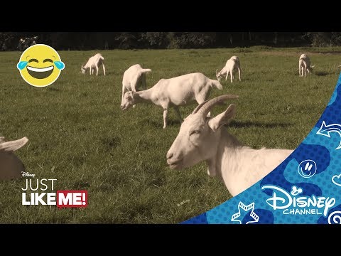 Just Like Me! | McSeagull - Kinderboerderij | Disney Channel NL