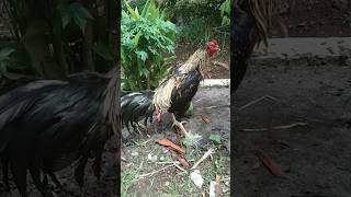 Download lagu Ayam aduan #shorts mp3