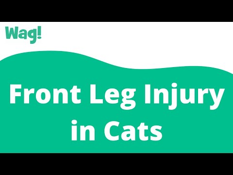 Front Leg Injury in Cats | Wag!