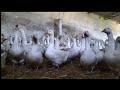 KAZ ETİ TEMİN EDİLİR