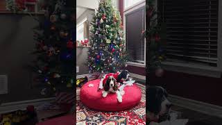 Cute Dogs Wrapping Christmas Presents| Ember And Cole The English Springer Spaniels #shorts