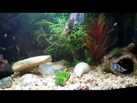 Tropical Fish Tank,  Mollies,  Gourami's,  Neons,  Betta Fish..