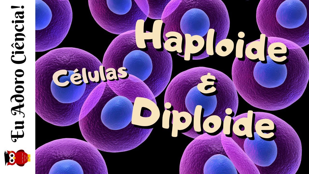 Células Haploide (n) e Diploide (2n)