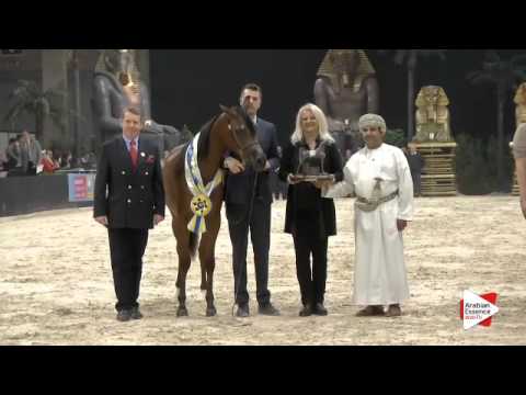 2nd-N.104 MELODY J - Verona 2015 - Yearling Fillies Championship (Class 13)