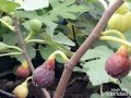 Inspirasi Tempat beli bibit tin lengkap murah GRATIS ongkos kirim WA ya di sini, paling baru!