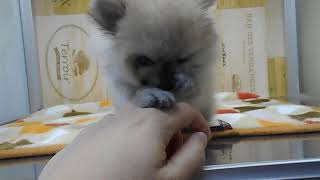 ポメラニアンの動画01