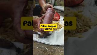 Download lagu CARA MEMBUAT PAKAN GRATIS UNTUK BEBEK, ENTOK, AYAM mp3 Download lagu CARA MEMBUAT PAKAN GRATIS UNTUK BEBEK, ENTOK, AYAM mp3