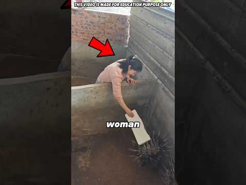 Tool Breaks While Removing Stubborn Animal Quills