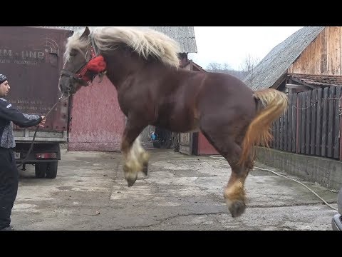 Armasarul lui Titus de la Cluj 9 dec 2017