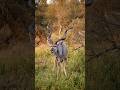 Kudu Relaxing in the Morning Sun of Kruger National Park #southafrica #wildlife #adventure #safari