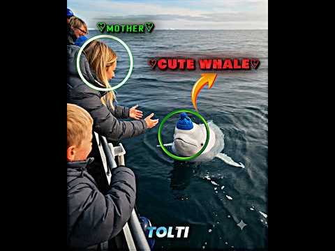 Cute Whale