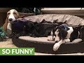Sleepy Doggies Nap Together On Their Cabana Bed