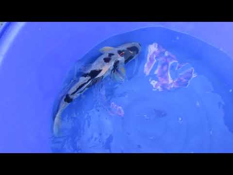 VHQ Black koromo .Te koop .goed voor koishow