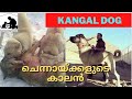 kangal dog | Powerful dog  | Guard dogs | Kangal dog kerala