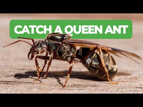 Come Catturare la Tua Prima Formica Regina!