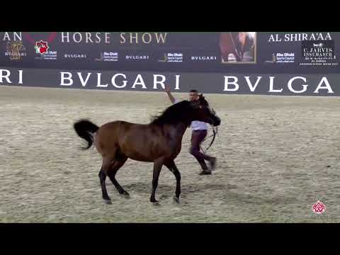 N.271 BAHY AL HAWAJER - Al Shiraa International Arabian Horse Show 2023 - Stallions 4+ Years Old...