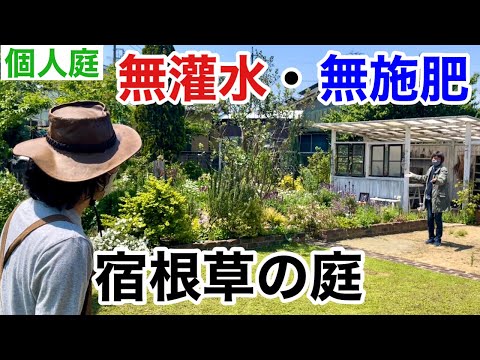 大きな黄色い花の庭はヒマワリを栽培します