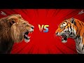 Lion Vs Tiger The Ultimate Battle Who Would Win Animals Tiger Lion