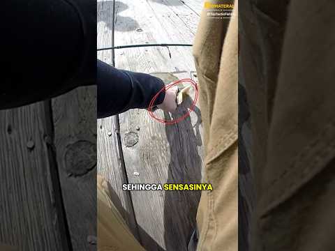 Ganasnya Duri Ikan Pari #faktaunik