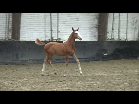 Clin D'œil V/H Gouden Bit Z