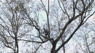 Best Tree Services | Tree Pruning | Wantagh  NY